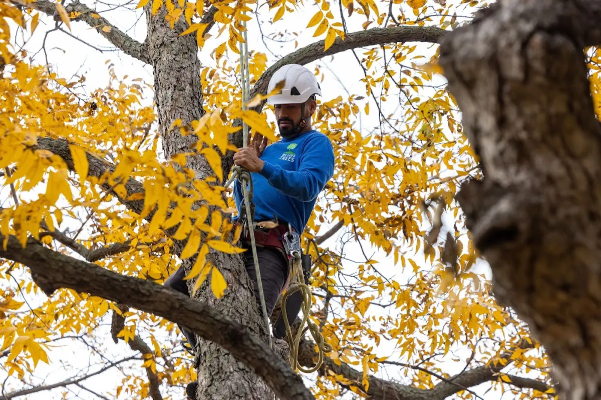 Skilled Tree Pruning crew working in Sugar Valley