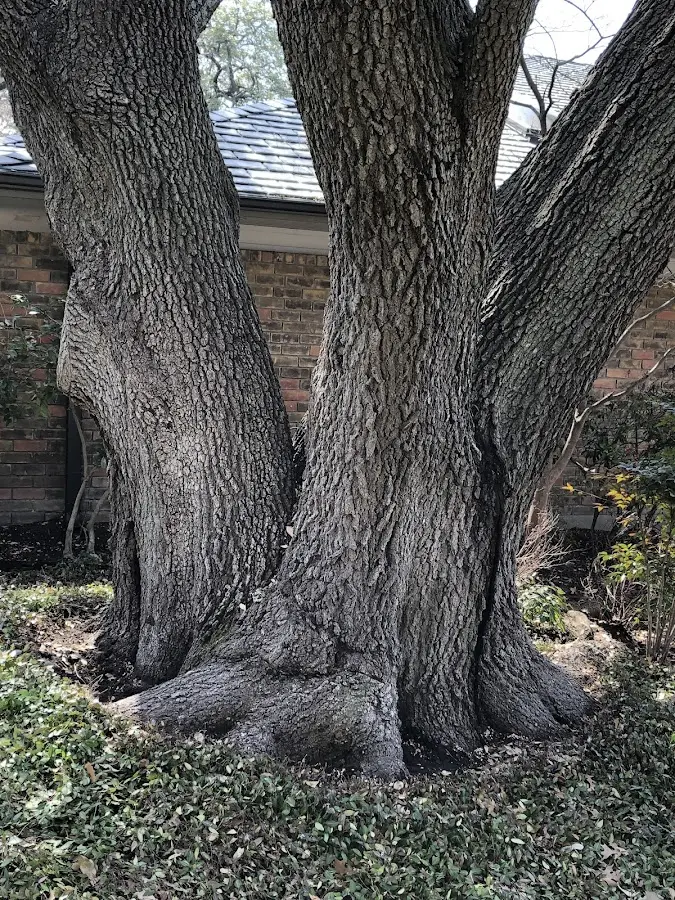 Mature heritage tree close to a Sugar Valley property cared for by certified arborists